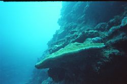 Drop-off Minna Jima, Okinawa Japan
30 m depth, great vis... by Arno Dekker 
